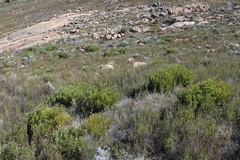 Protea namaquana