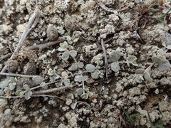 Atriplex buchananii