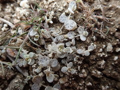 Atriplex buchananii