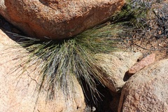 Schoenus pseudoloreus