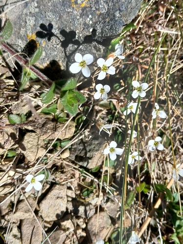 New Zealand bittercress (Cardamine corymbosa)