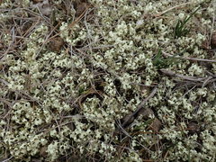 Xanthoparmelia semiviridis