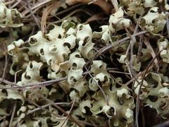 Xanthoparmelia semiviridis