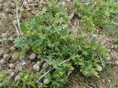 Sisymbrium polyceratium