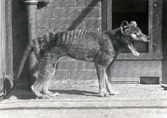 Thylacine photo 4