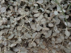 Atriplex buchananii