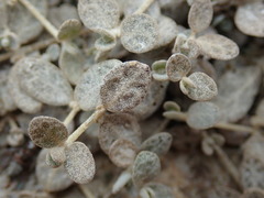 Atriplex buchananii