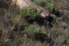 Protea namaquana