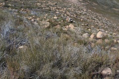 Psoralea glaucescens