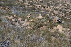 Psoralea glaucescens