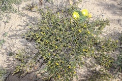 Melolobium candicans