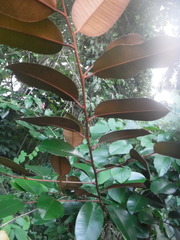 Chrysophyllum