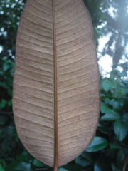 Chrysophyllum