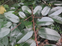 Chrysophyllum