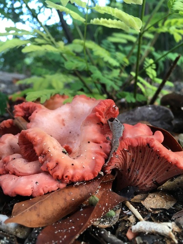 Flamingo Chanterelle