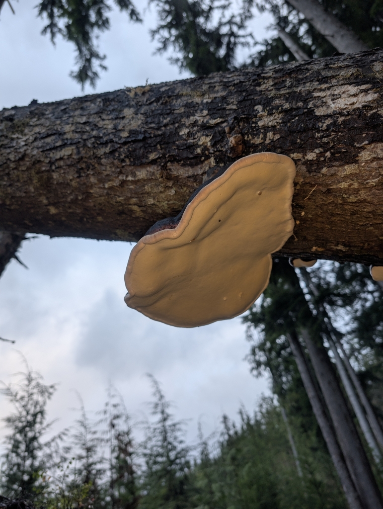 Fomitopsis mounceae · November 2025 · photo: © moemeikle (iNaturalist, cc-by)
