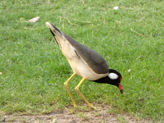 Vanellus indicus