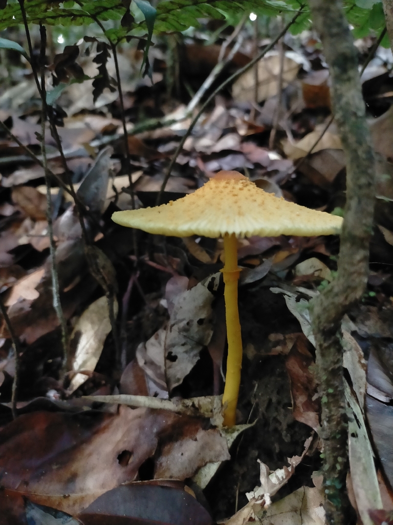Leucocoprinus brunneoluteus · November 2025 · photo: © samanthabazan (iNaturalist, cc-by)
