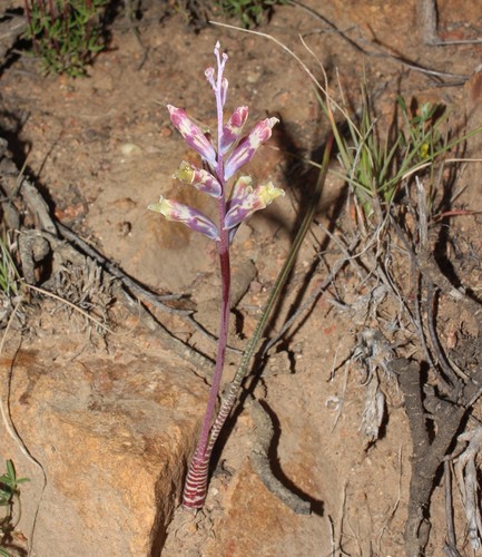 Lachenalia schlechteri
