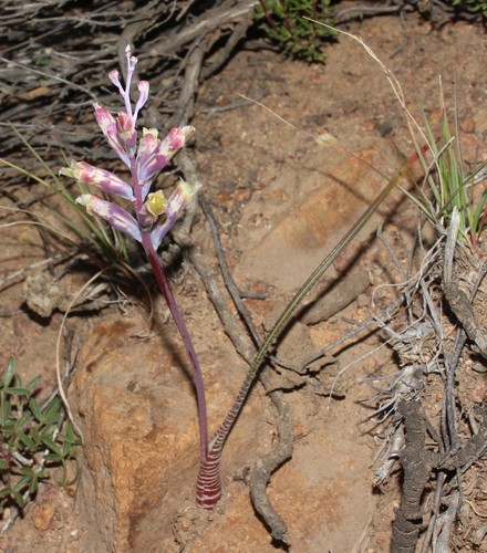 Lachenalia schlechteri