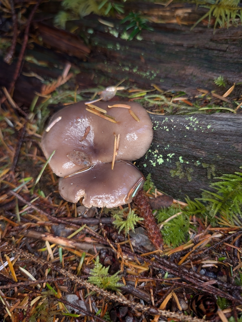 Lactarius pseudomucidus · November 2025 · photo: © moemeikle (iNaturalist, cc-by)
