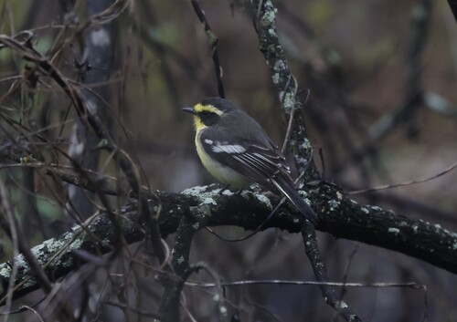 Tumbes Tyrant (Ochthoeca salvini), photo 1