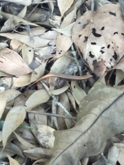 Scincella formosensis