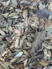 Scincella formosensis