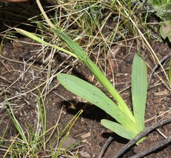 Hesperantha latifolia