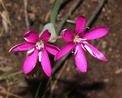 Hesperantha latifolia