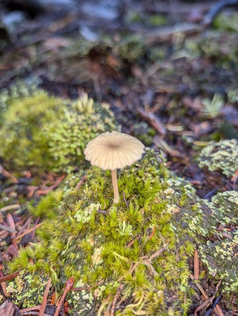 Lichenomphalia ericetorum · November 2025 · photo: © moemeikle (iNaturalist, cc-by)