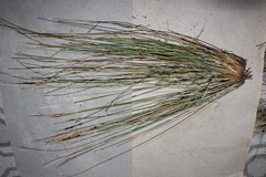 Schoenus pseudoloreus