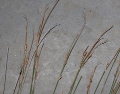 Schoenus pseudoloreus