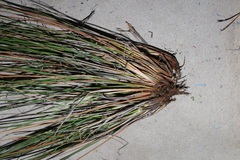 Schoenus pseudoloreus