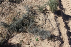 Aspalathus cuspidata