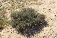 Indigofera spinescens