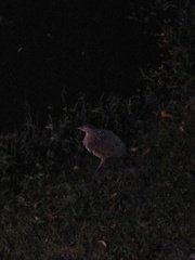 Gorsachius melanolophus