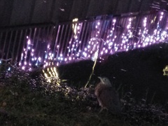 Gorsachius melanolophus