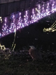 Gorsachius melanolophus