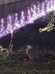 Gorsachius melanolophus