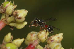 Paraleptomenes miniatus