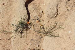 Thesium polycephalum