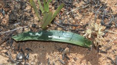 Albuca unifolia