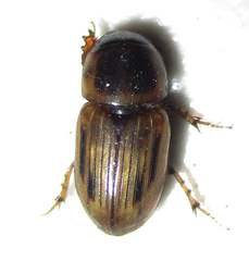 Neocalaphodius moestus