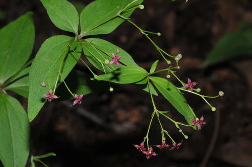 Purple Bedstraw (Galium latifolium)
