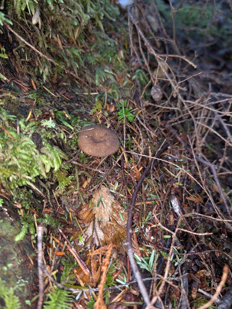 Lactarius fallax