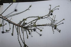 Thesium polycephalum