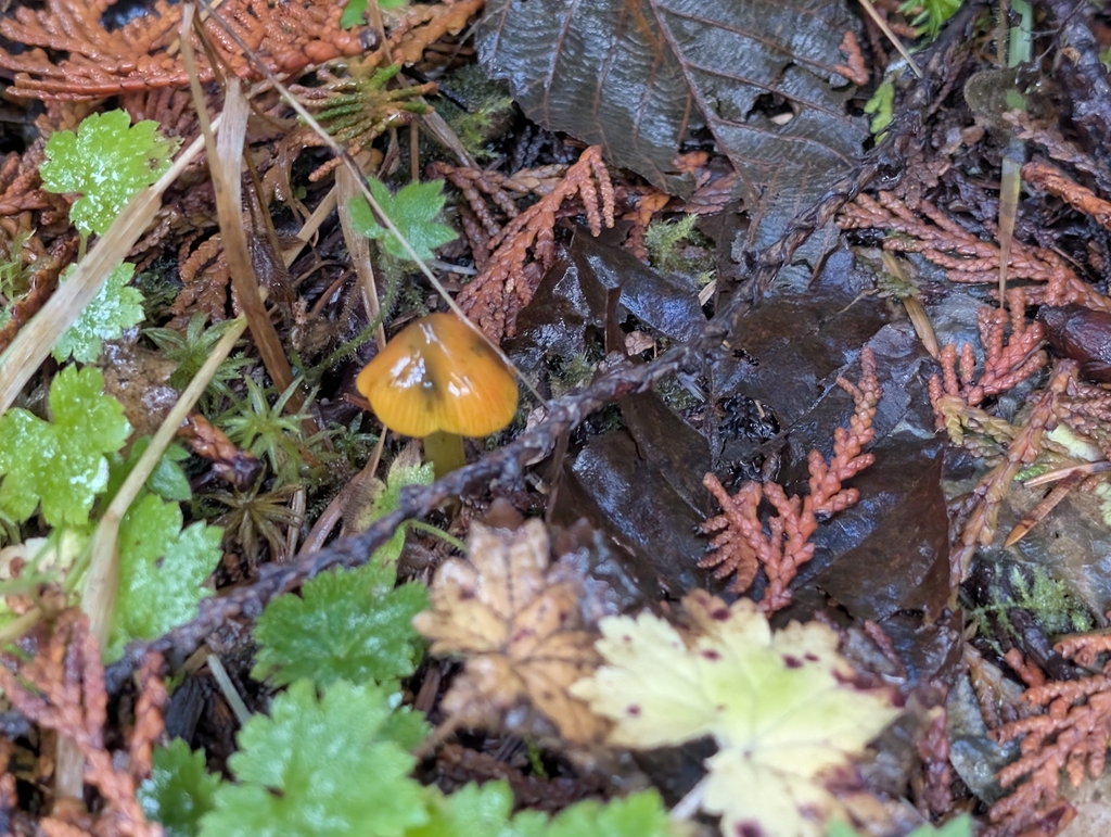 Hygrocybe singeri · November 2025 · photo: © moemeikle (iNaturalist, cc-by)
