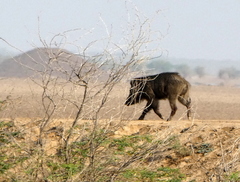 Sus scrofa cristatus