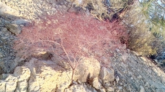 Eriogonum parishii